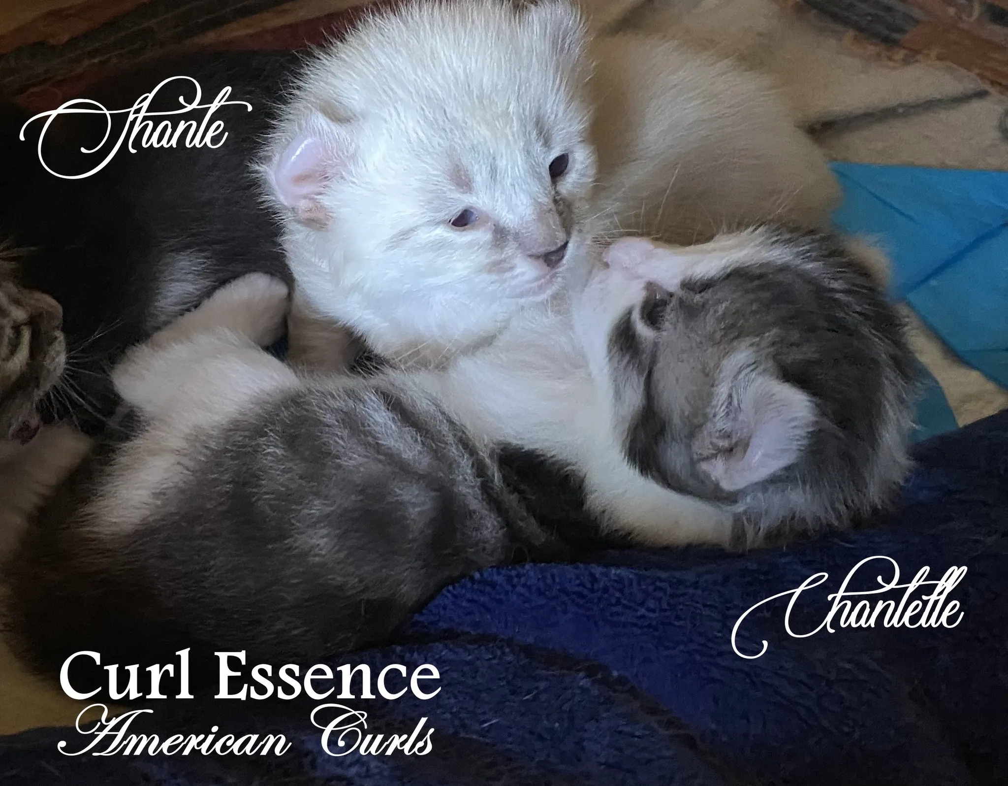 Double the Cuteness: Adorable American Curl Kittens Strike a Pawsitive Pose!