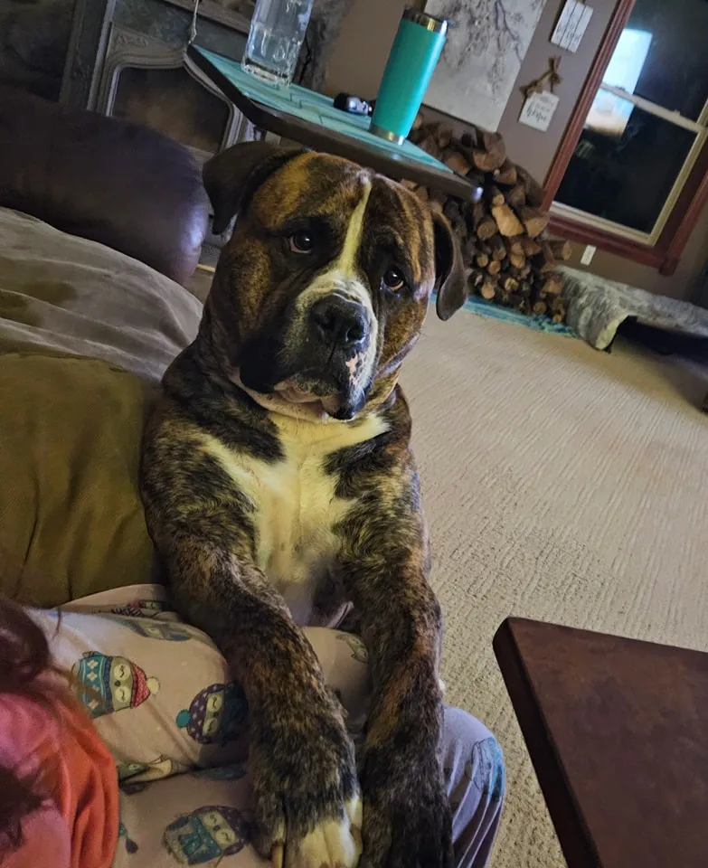 Adorable Alapaha Blue Blood Bulldog captured in a picture-perfect moment. Posted by F. F. Fox'SFarm of ALAPAHA BLUE BLOOD BULLDOGS.