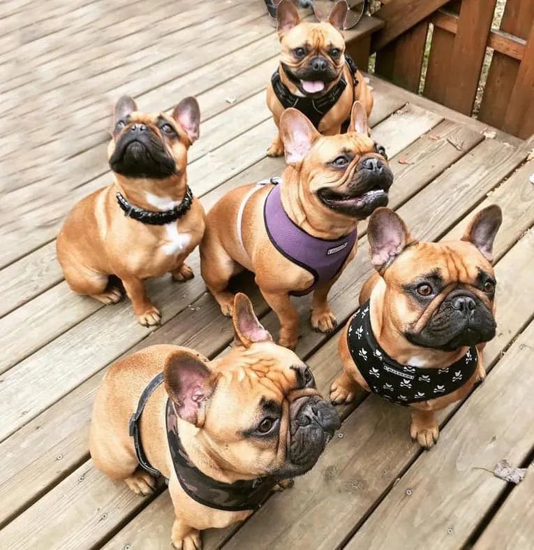 French Bulldog Breeder In Honey Brook, PA US Logo