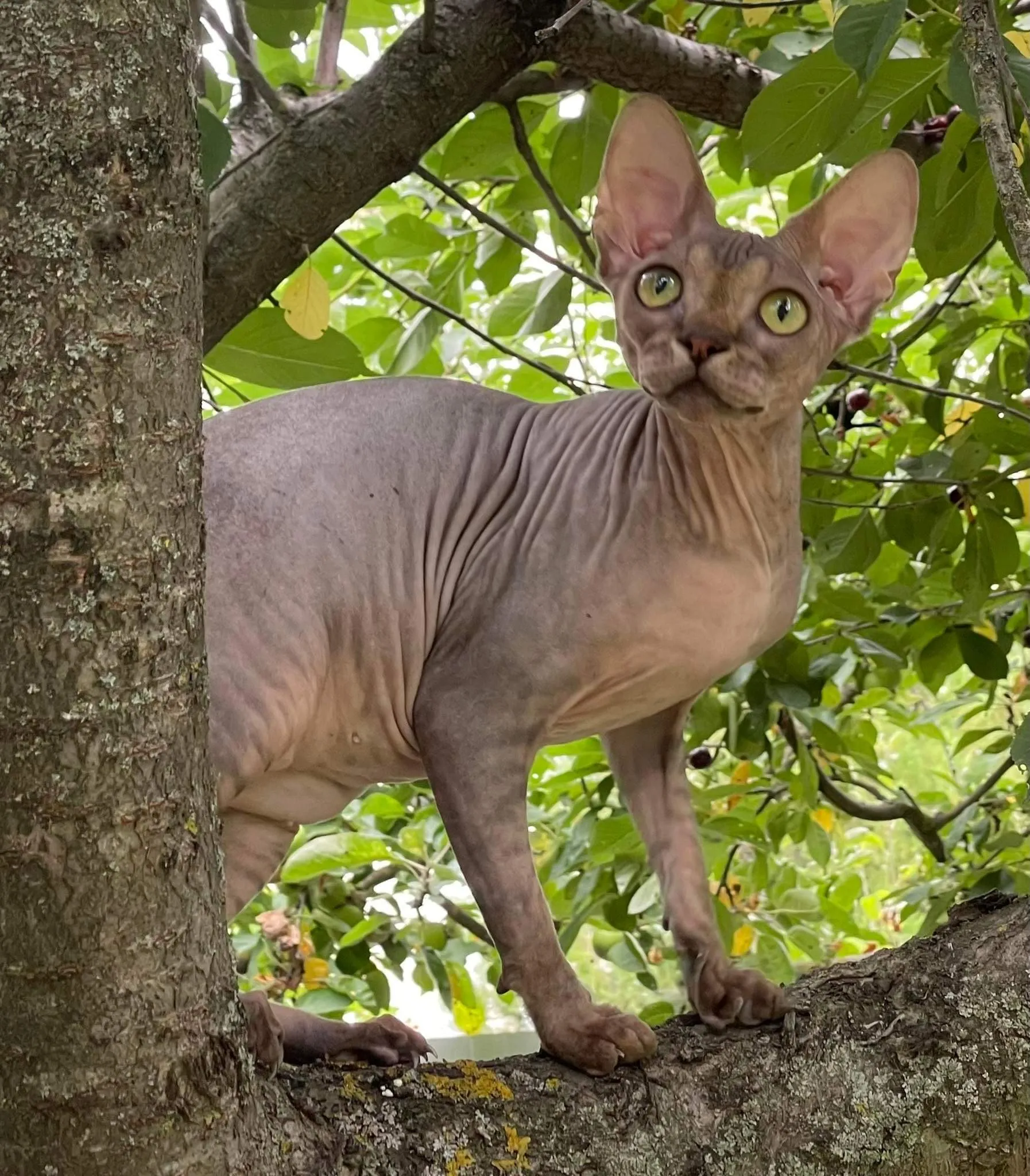 Sphynx Breeder In Rougemont, NC US Logo