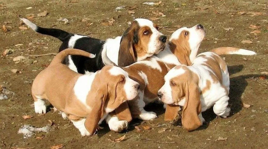 Capture a glimpse of the regal and dignified presence of Basset Hound in this stunning photograph. Posted by basset hound haven.