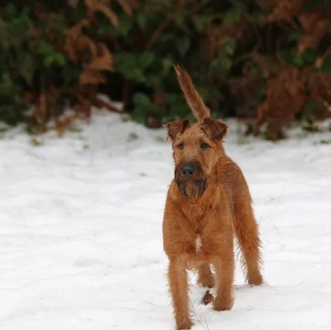 Irish Terrier Breeder In Roy, WA US Logo