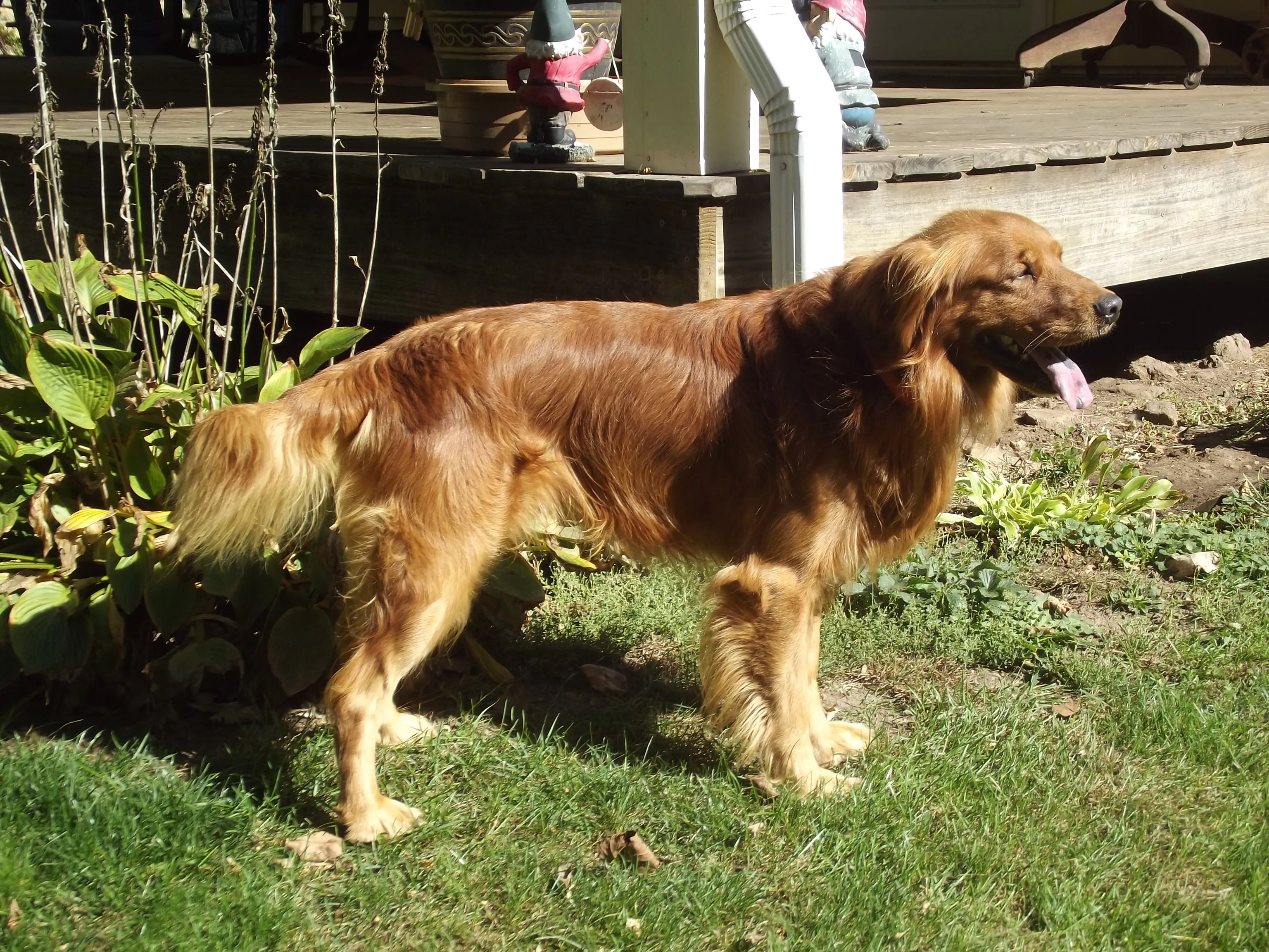 Golden Retriever Breeder In Viroqua, WI US Logo