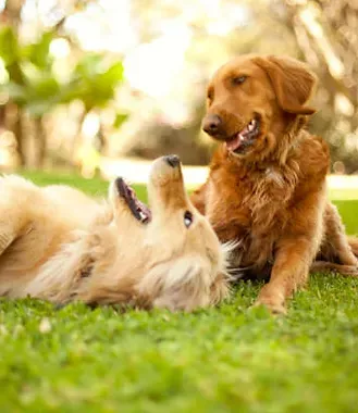 Golden Retriever Breeder In Amite, LA US Logo