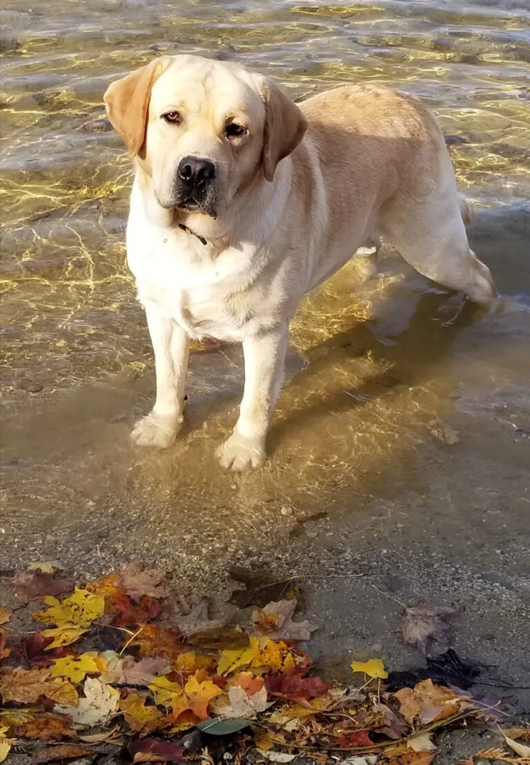 Labrador Retriever Breeder In Ontario, ON CA Logo