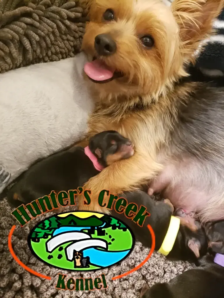 Hunter’s Creek Kennel Logo