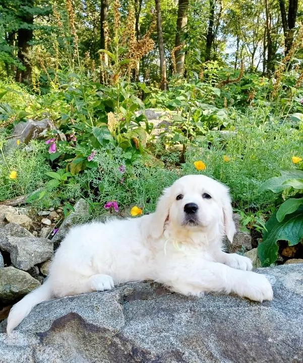 Golden Retriever Breeder In Phillipsburg, NJ US Logo