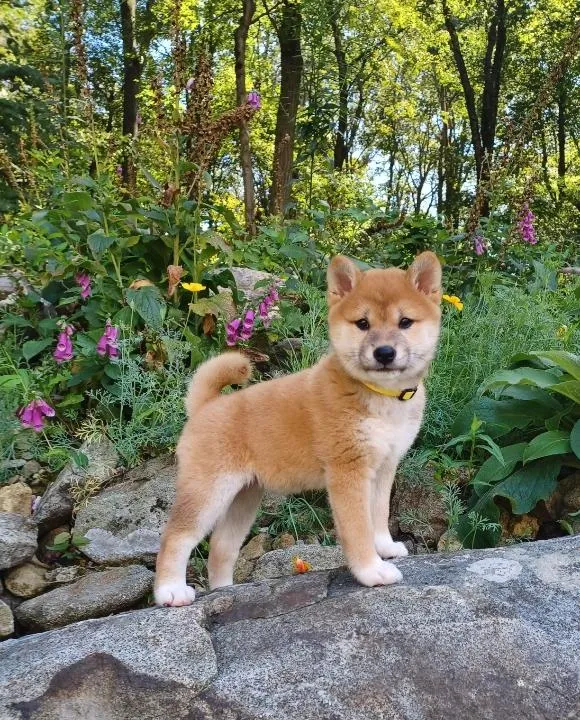 Shiba Inu Breeder In Phillipsburg, NJ US Logo