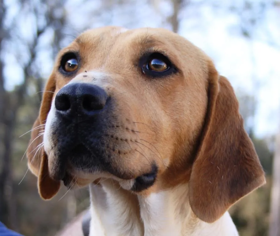 Beagle Breeder In Dacula, GA US Logo