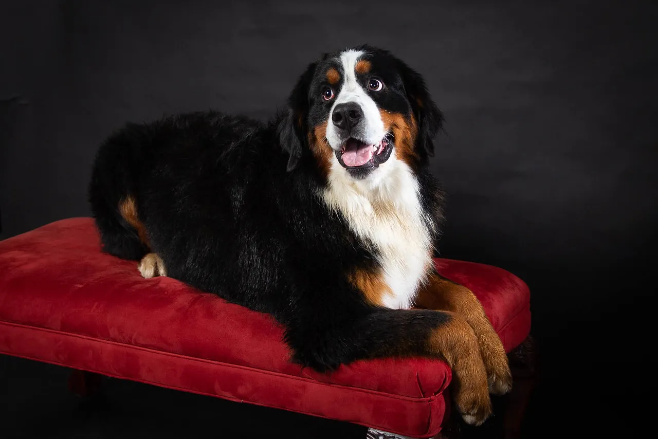 Bernese Mountain Dog Breeder In Rogersville, MO US Logo