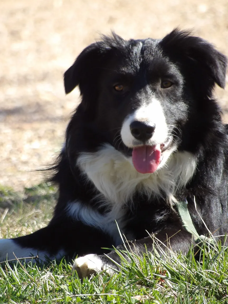 Border Collie Breeder In Salem, MO US Logo