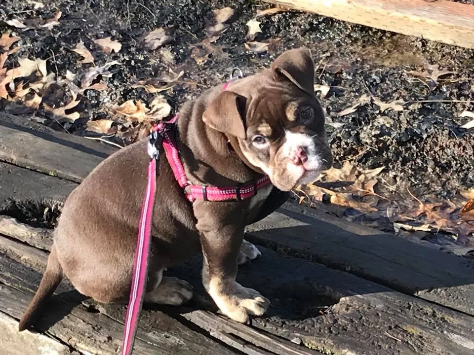 Willamette Valley Australian Bulldogs USA Puppy