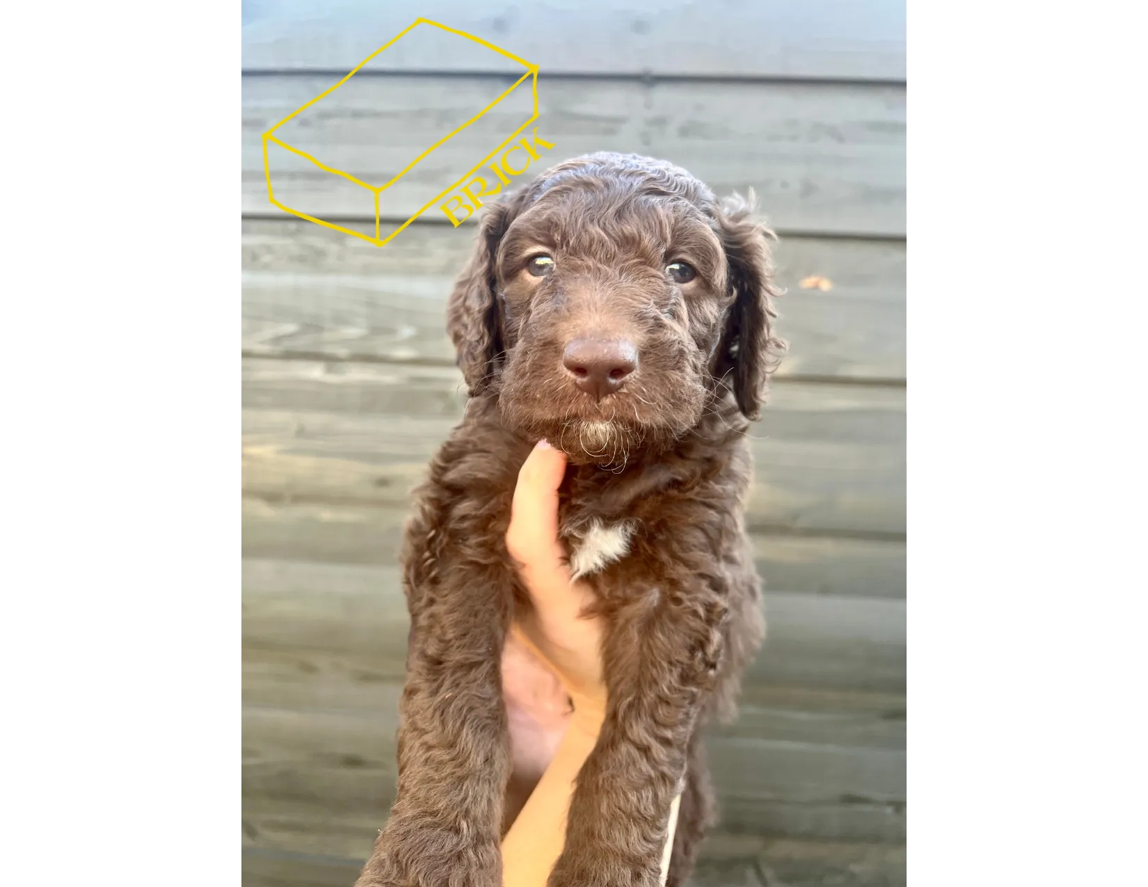 The beauty and charm of Goldendoodle shine through in this captivating photograph. Posted by Twilight Doodles.