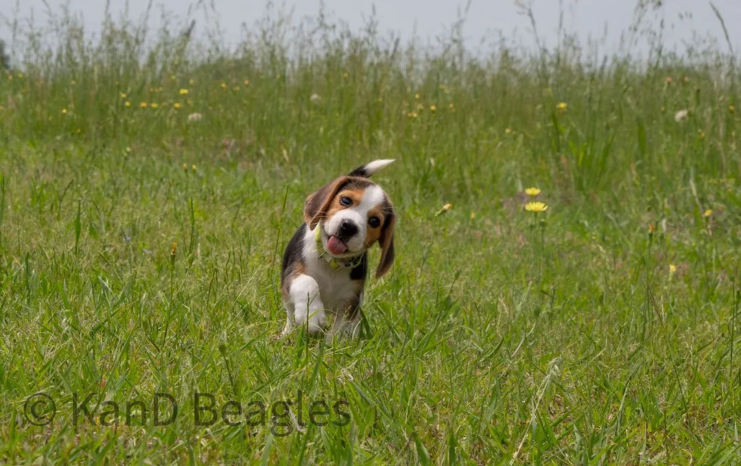 Beagle Breeder In Whitewright, TX US Logo