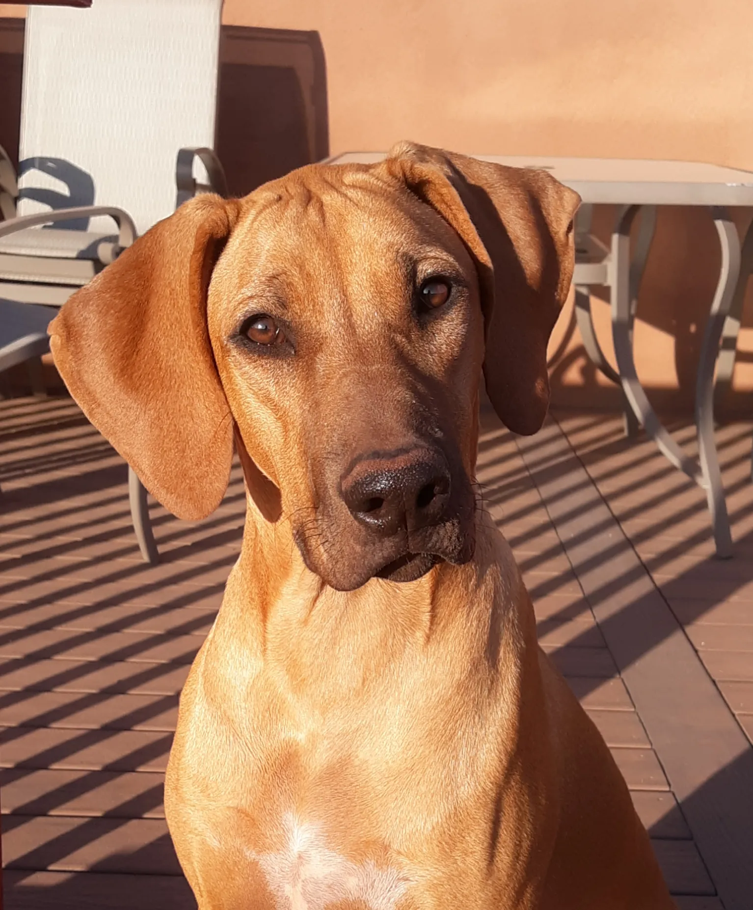 Karen Watson - Rhodesian Ridgeback Breeder - Veguita, NM US