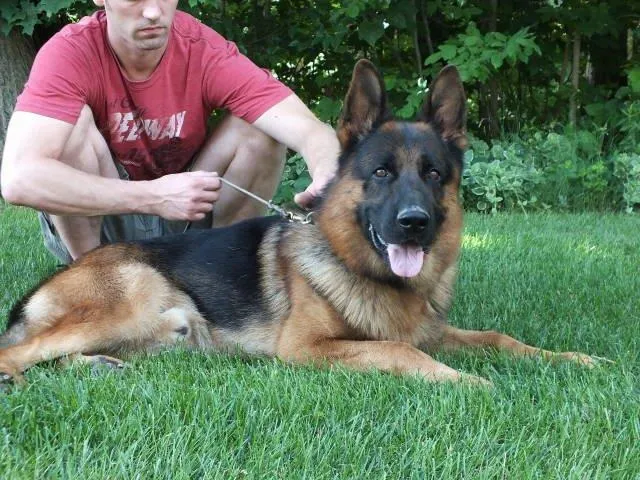 German Shepherd Breeder In Dorr, MI US Logo