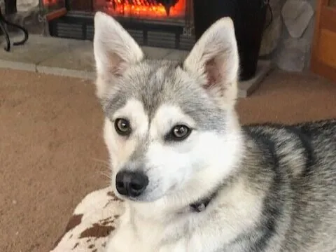 Alaskan Klee Kai Breeder In Delton, MI US Logo