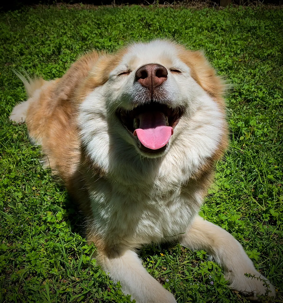 Discover the irresistible charm of Siberian Husky in this endearing snapshot. Posted by Southern Siberian Life.