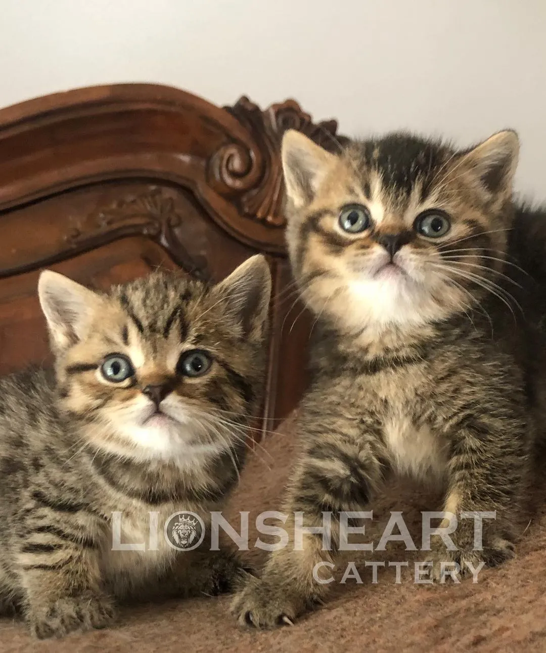 British Shorthair Breeder In Los Angeles, CA US Logo