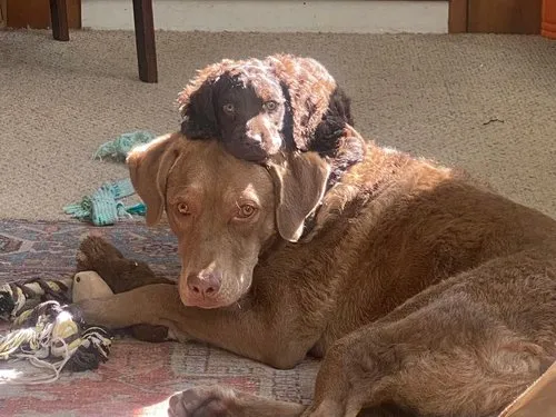 Find American Water Spaniel at Little Brownies Kennel