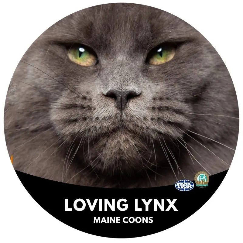 Loving Lynx Maine Coons Logo