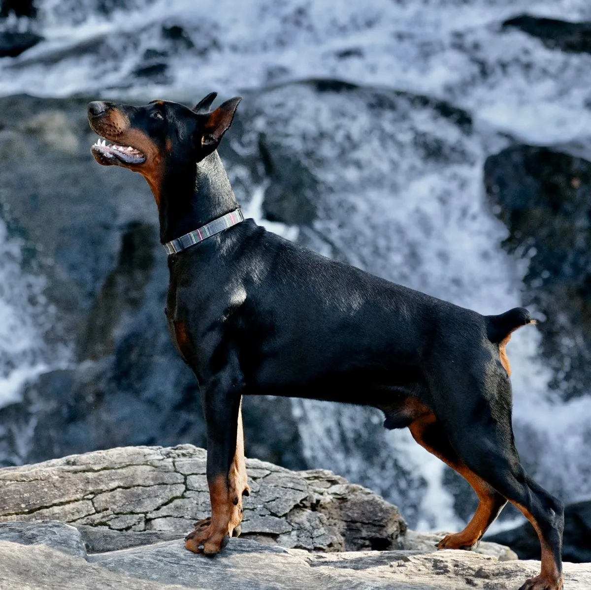 Unleash the true beauty of Doberman Pinscher in this captivating picture. Posted by Von Hohenhalla Dobermans.