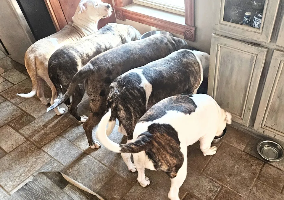 A true companion, Alapaha Blue Blood Bulldog radiates love and loyalty in this captivating photograph. Posted by F. F. Fox'SFarm of ALAPAHA BLUE BLOOD BULLDOGS.