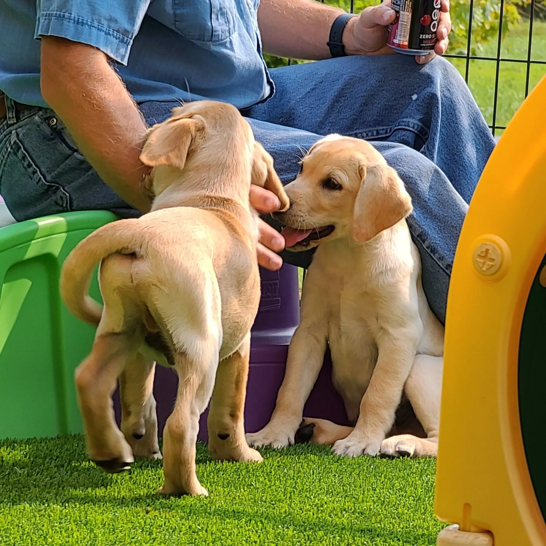 Labrador Retriever Breeder In Carbondale, IL US Logo