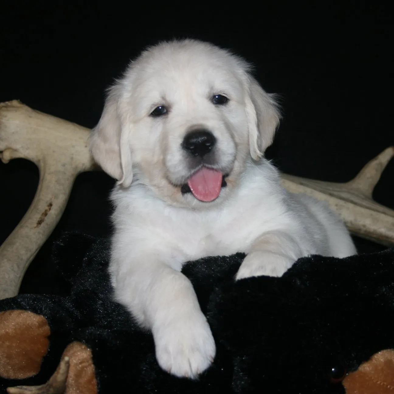 Golden Retriever Breeder In Bacliff, TX US Logo