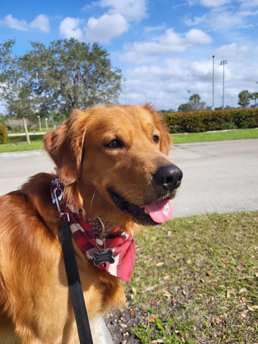 Golden Retriever Breeder In Naples, FL US Logo