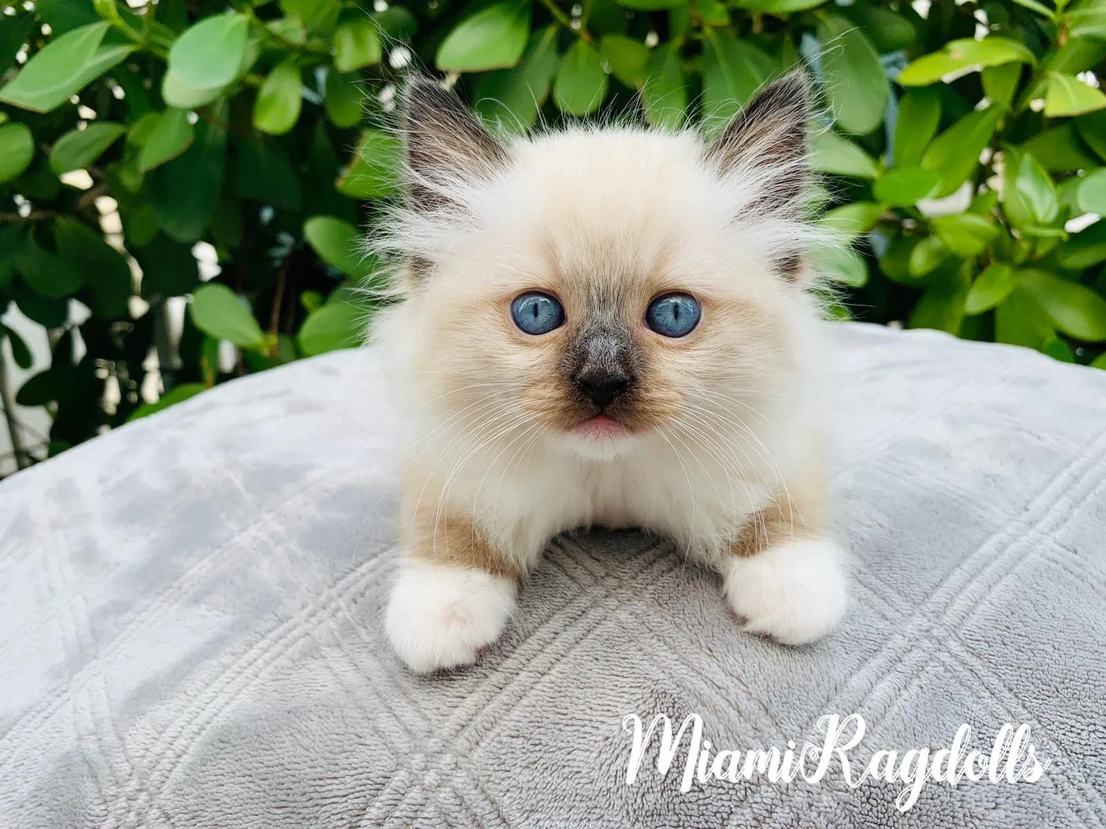 Ragdoll Breeder In Miami, FL US Logo