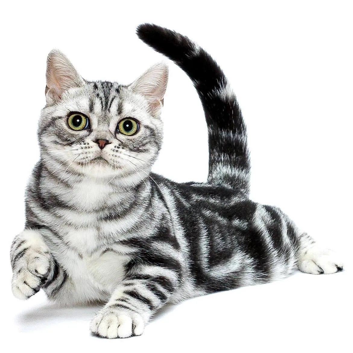 Find American Shorthair at Millas Kats