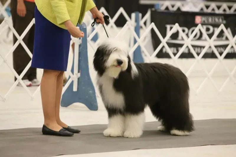 Bearded Collie Breeder In Gainesville, VA US Logo