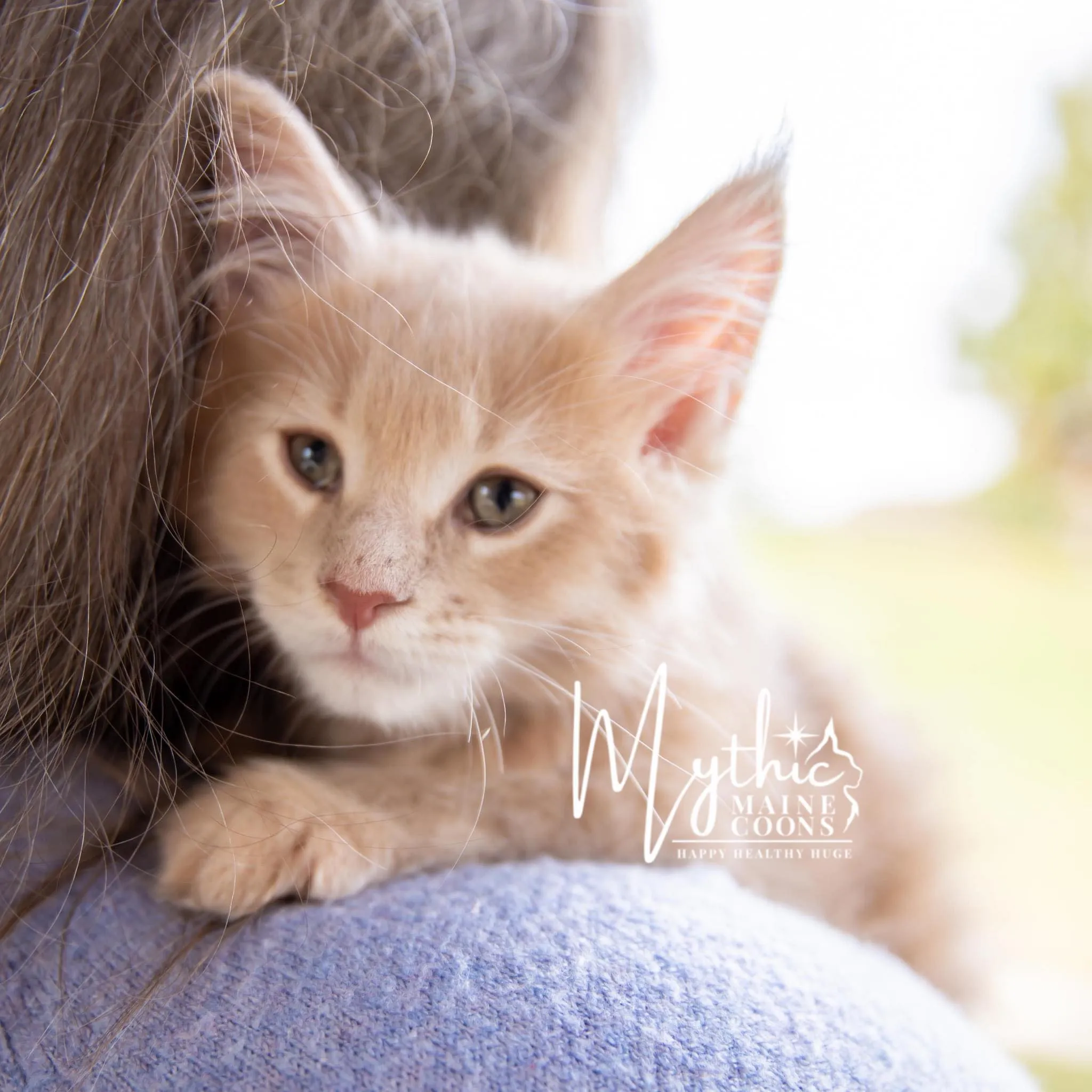 Mythic Maine Coons Logo