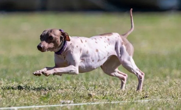 Unleashing the Spirit of Speed: Witness the Bare Valley's American Hairless Terrier in full stride, showcasing their agility and boundless energy while running free