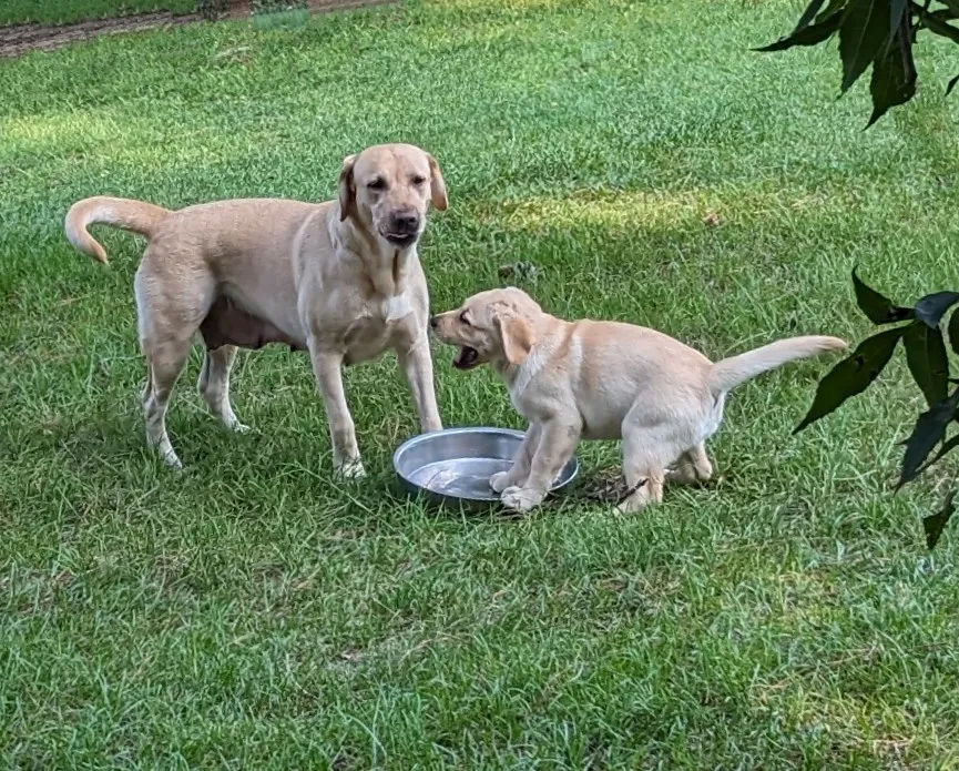 Dam of pups fully OFA health tested and certified "Good" hips, "Normal" elbows, eyes certified healthy, and DNA tested clear for CNM, DM, EIC, and PRA.