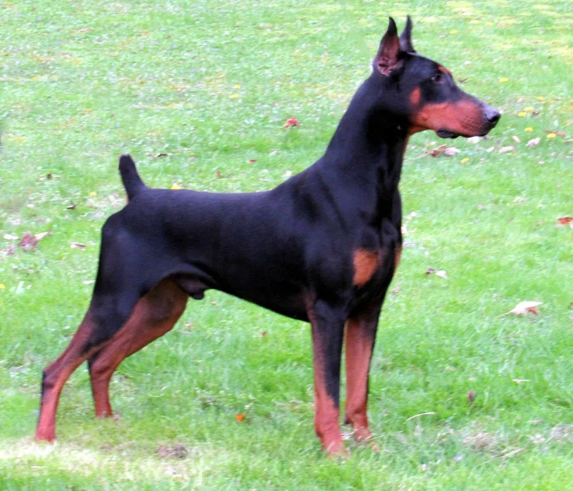 Doberman Pinscher Breeder In Hickory, PA US Logo