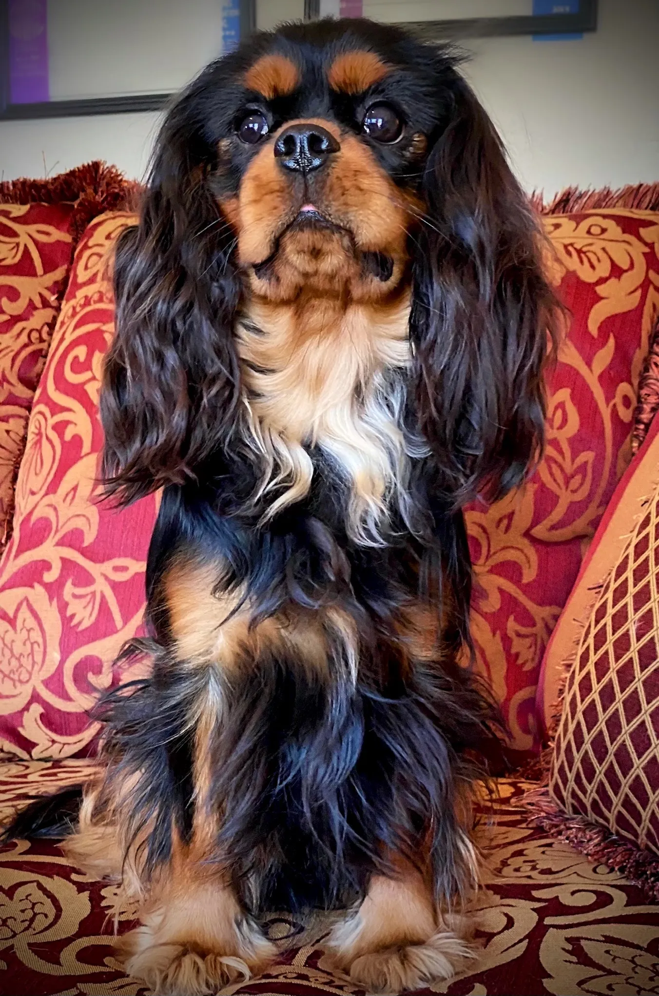 Capture a glimpse of the regal and dignified presence of Cavalier King Charles Spaniel in this stunning photograph. Posted by World Class Cavaliers.