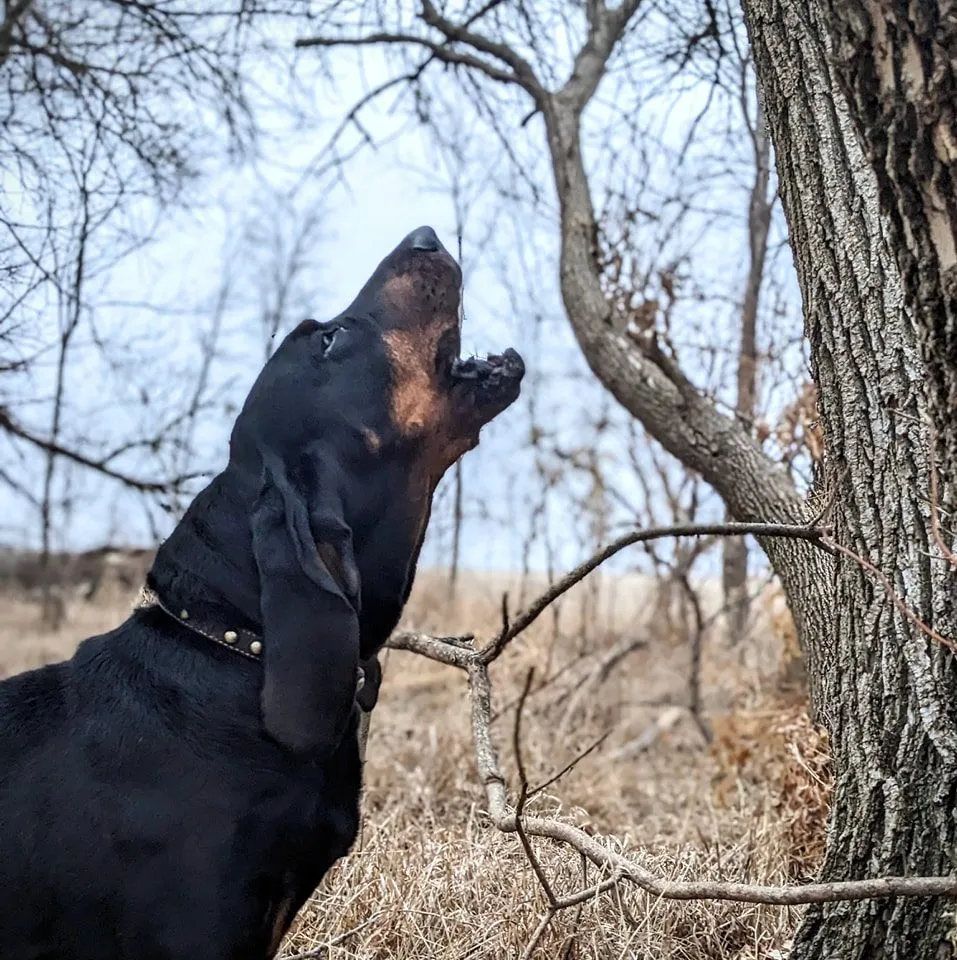 Black and Tan Coonhound Breeder In Waverly, NE US Logo