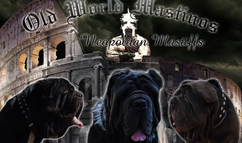 Neapolitan Mastiff Breeder In Riverside, CA US Logo