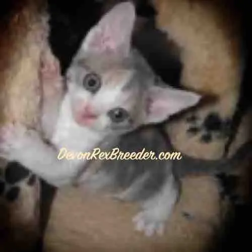 Witness the adorable mischief of Devon Rex in this endearing photograph. Posted by Devon Rex Breeder.