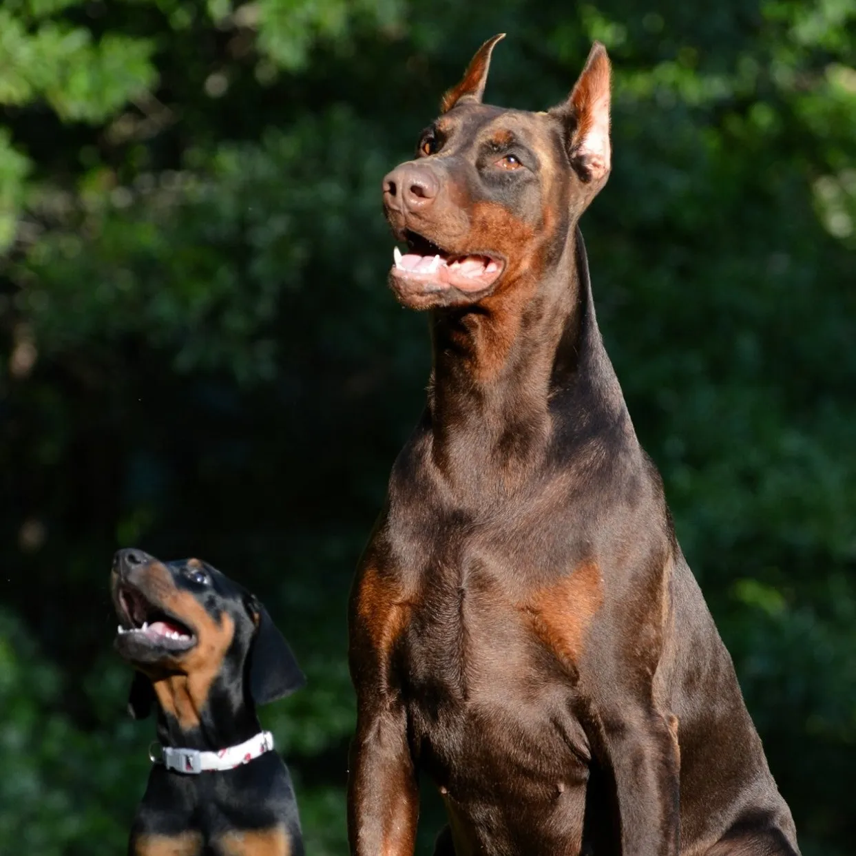 Indulge in the pure joy that Doberman Pinscher brings through this delightful image. Posted by Von Hohenhalla Dobermans.