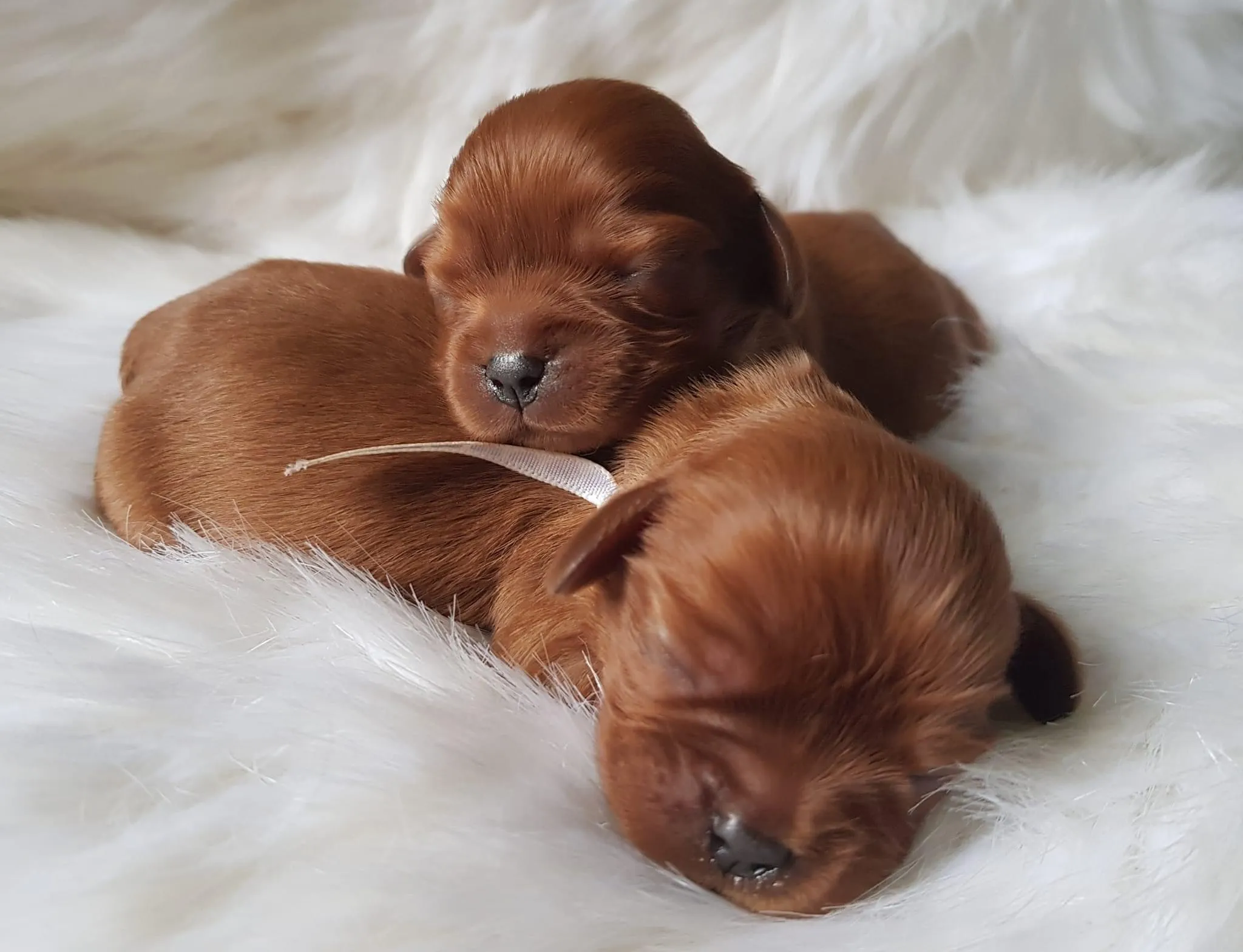 The elegance and grace of Cavalier King Charles Spaniel effortlessly portrayed in this stunning photograph. Posted by World Class Cavaliers.