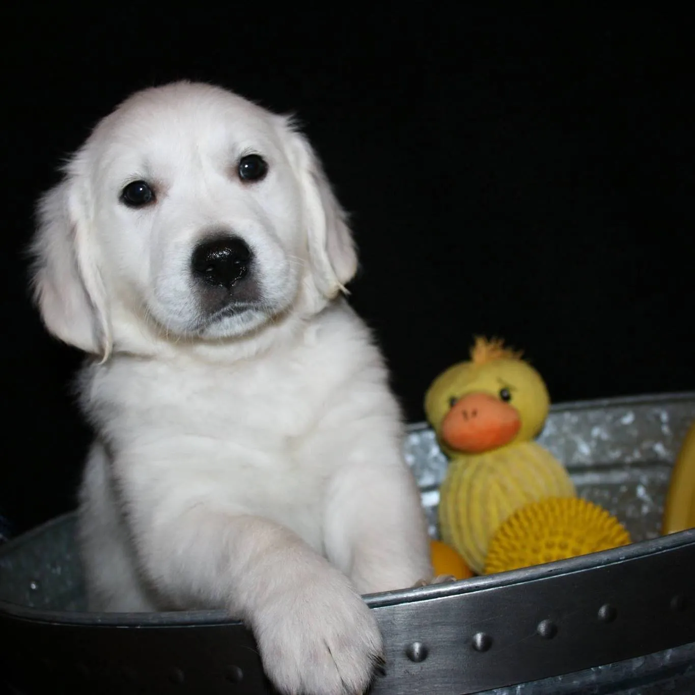 Witness the undeniable cuteness of Golden Retriever in this heartwarming snapshot. Posted by Mapleleaf Goldens.