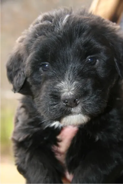 This delightful image of Bouvier des Flandres captures their unique personality and charm. Posted by Bajoron Bouvier des Flandres.