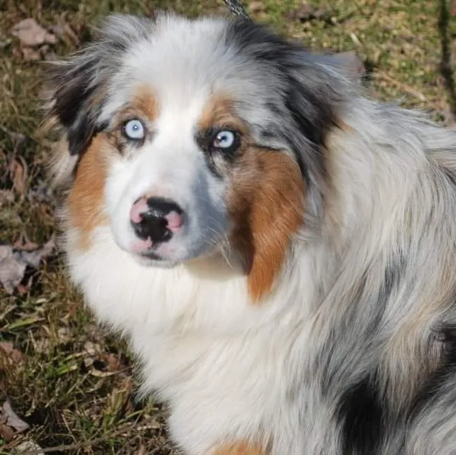 Find Australian Shepherd at Ramblin Ridge Australian Shepherds