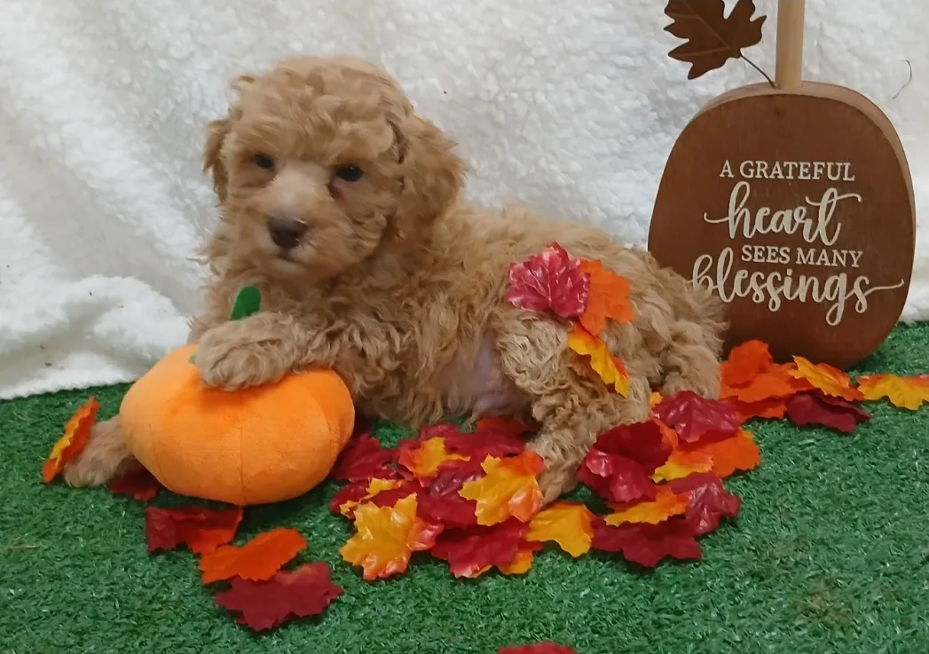 Witness the adorable mischief of Toy Poodle in this endearing photograph. Posted by Faithful Hearts Kennel.