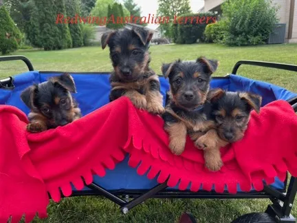 Find Australian Terrier at Redwing Australian Terriers