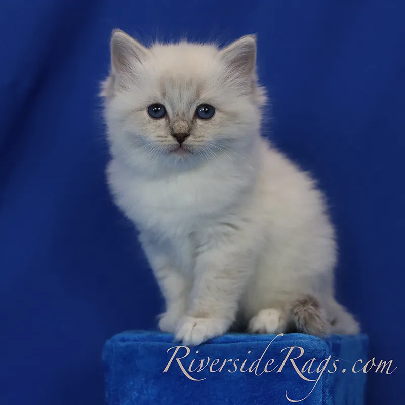 Ragdoll Breeder In Pasco, WA US Logo