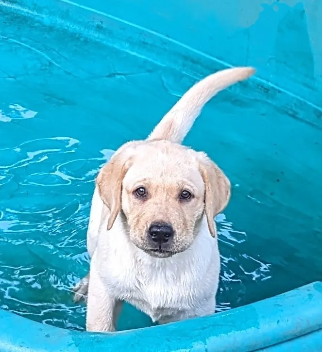 Labrador Retriever Breeder In Clinton, NC US Logo